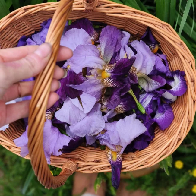 Ateliers autour des matières naturelles - panier de fleurs fraiches