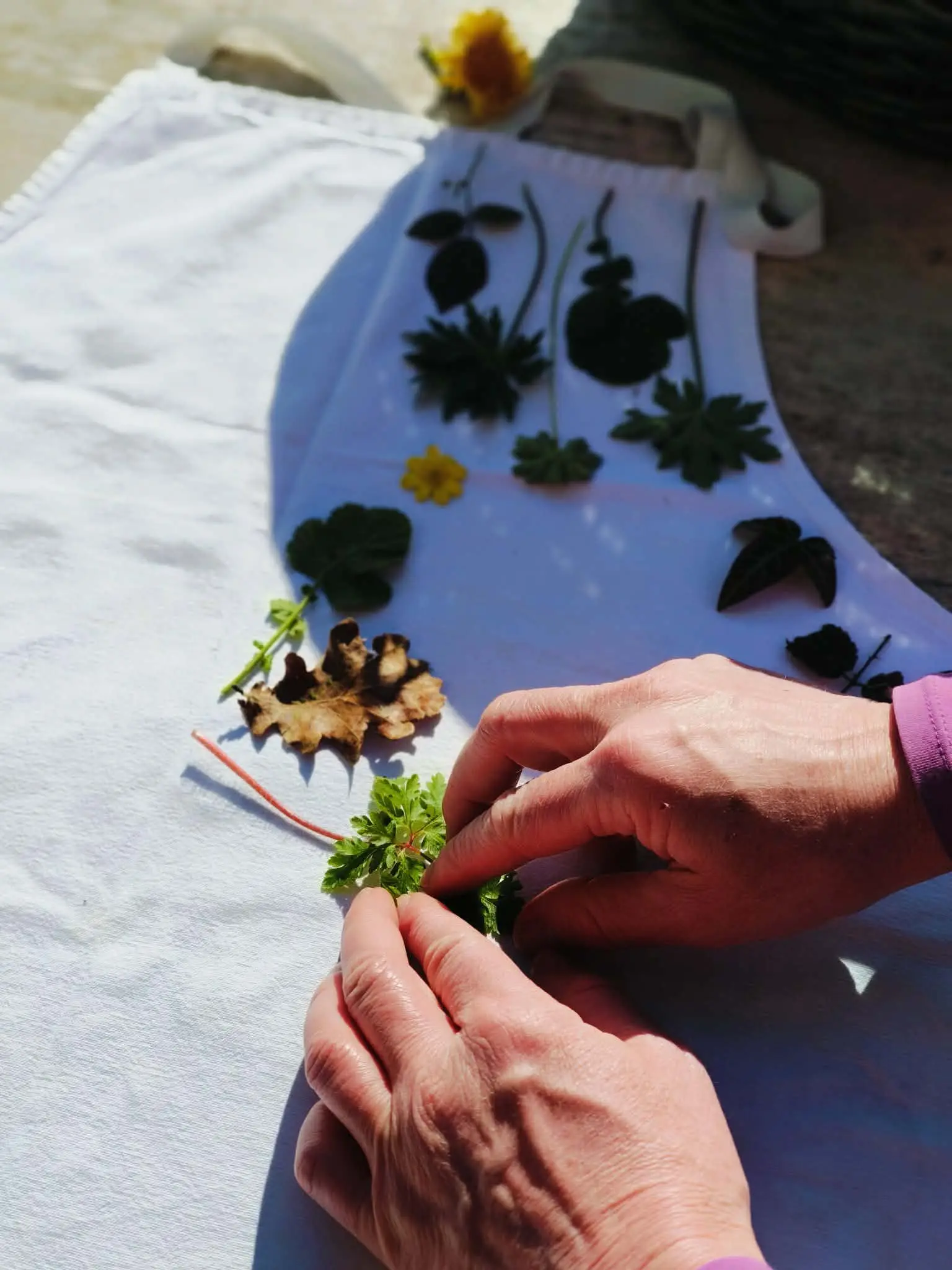 atelier impression végétale par ECOPRINT à L'isle Jourdain dans la Vienne 86