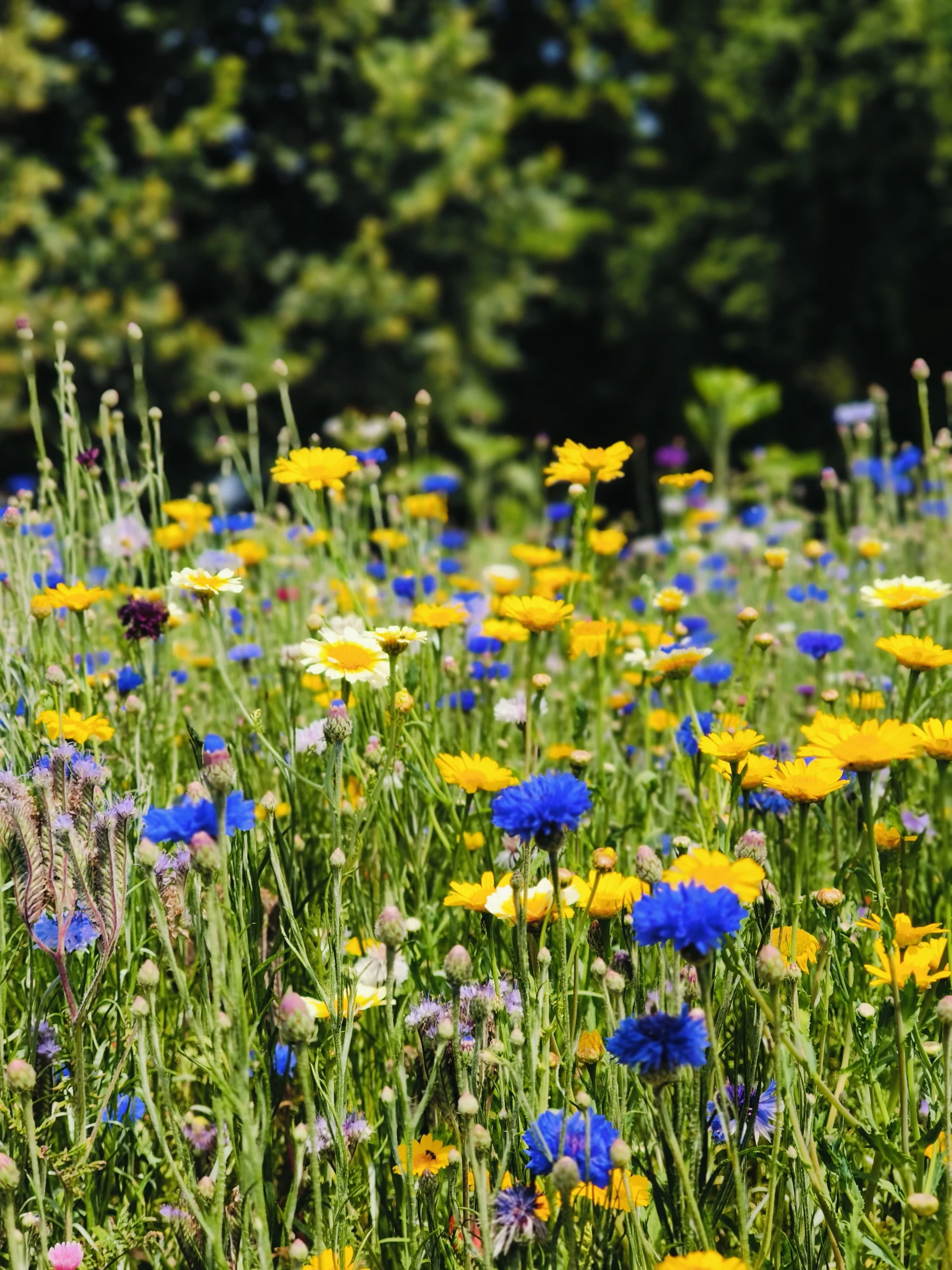 Ateliers d'impression végétale et teinture naturelle - découverte de la ferme florale à Luchapt 86430
