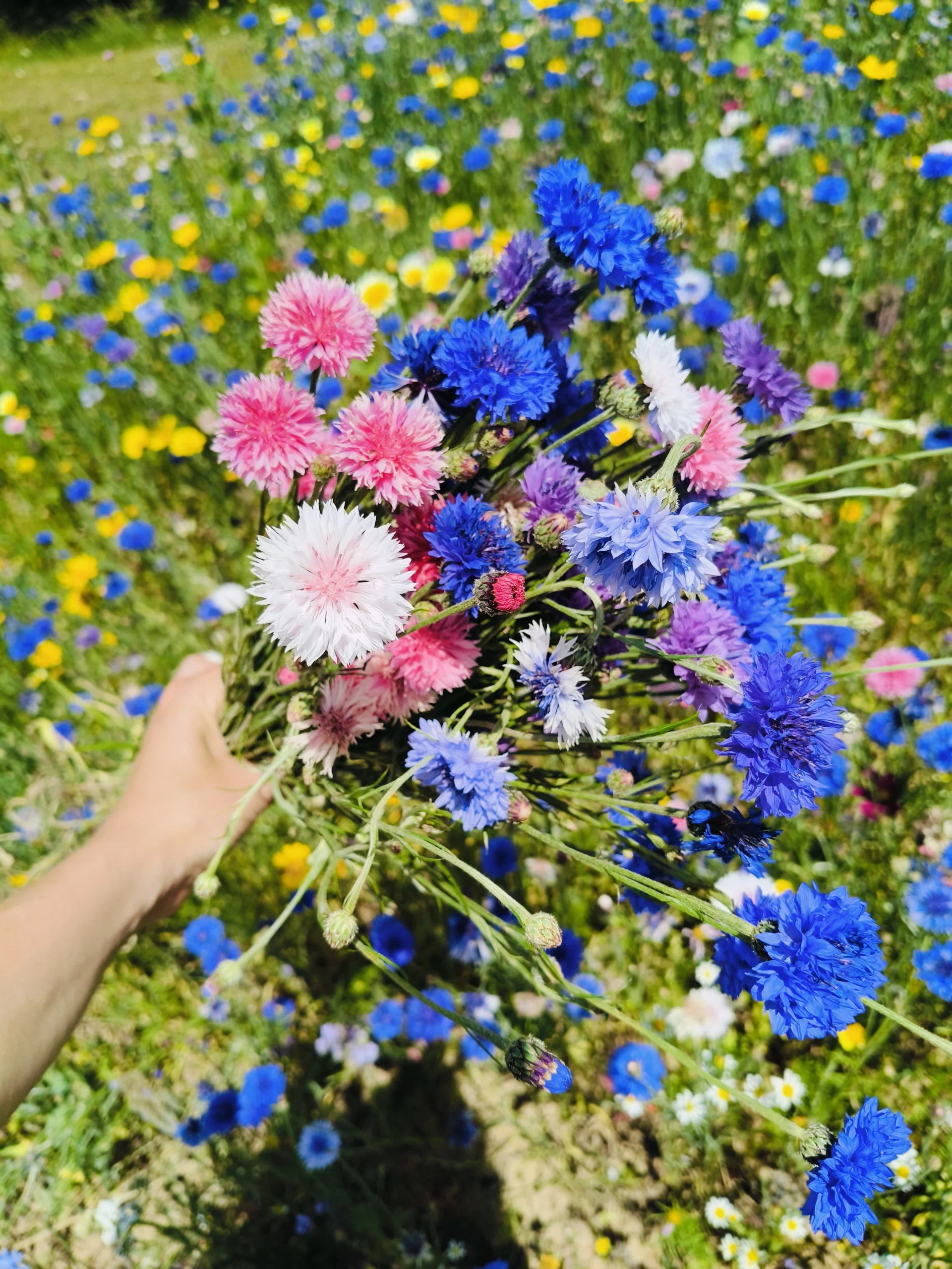 cueillette de fleurs séchées pour des créations artisanales
