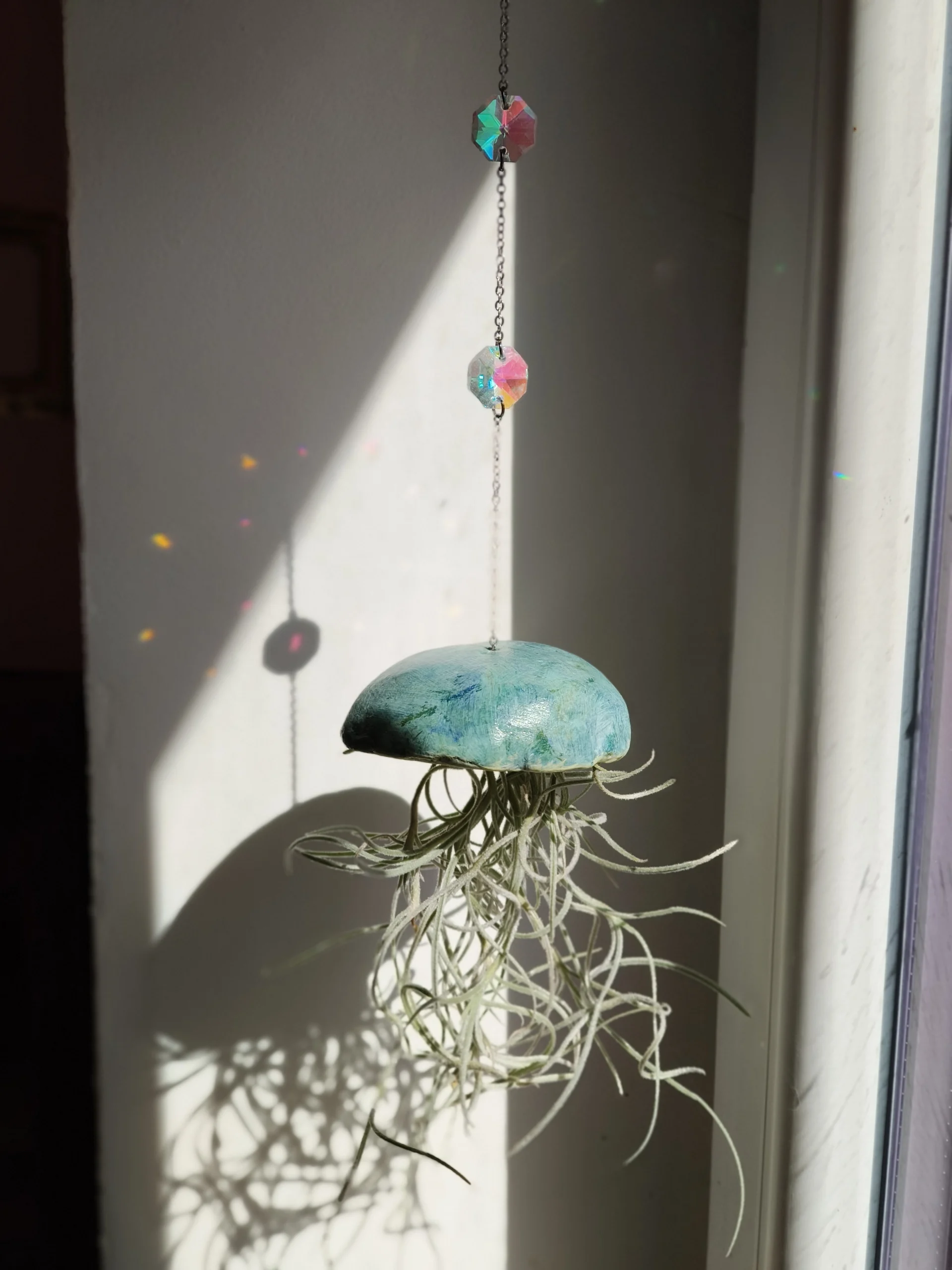 tillandsia, fille de l'air, méduse, attrape soleil à suspendre