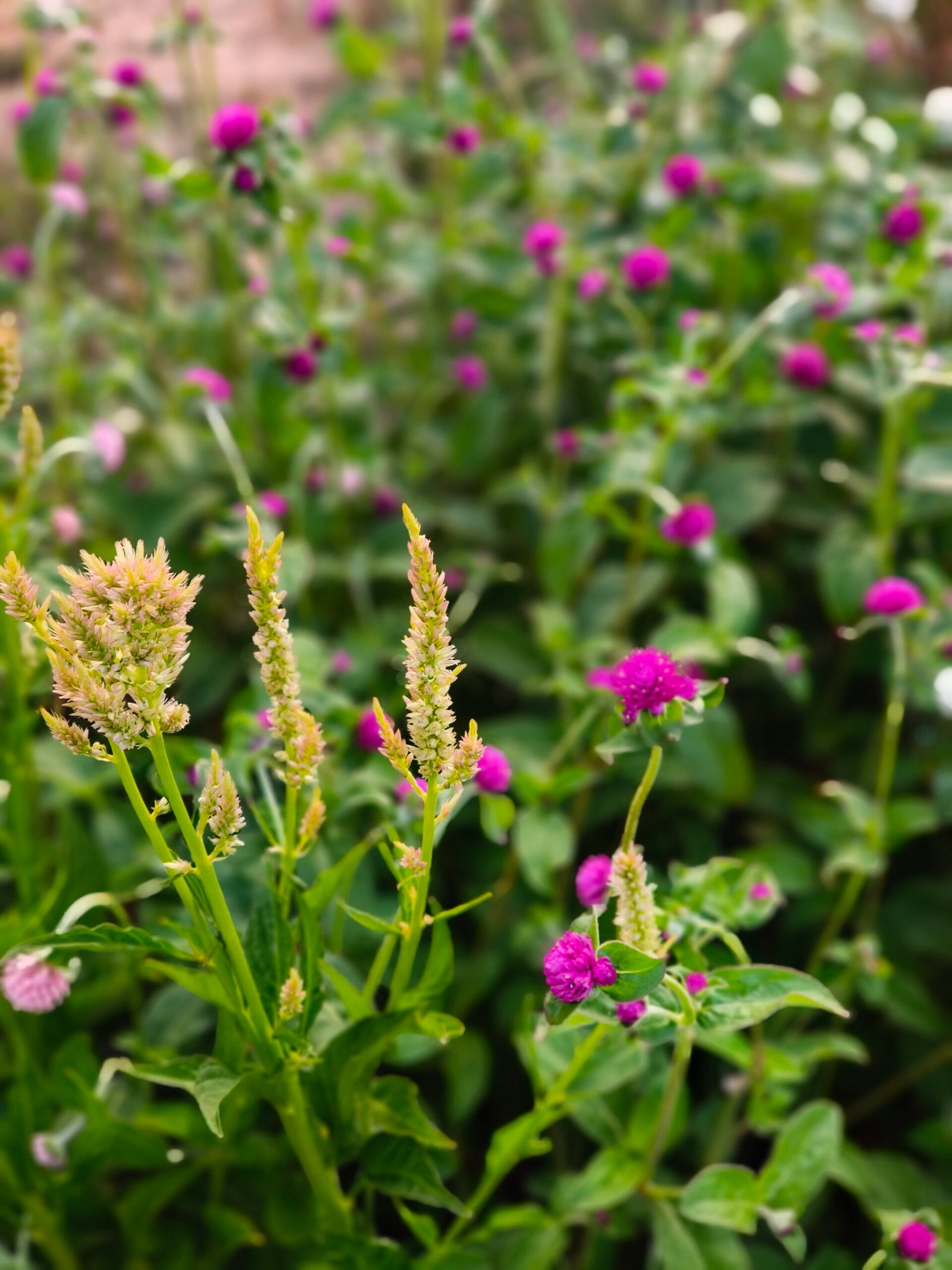 jardin floral pour les ateliers créatifs - o détour d'un voyage